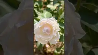 Beautiful cream white rose flowers🥀|| Home Gardening|#flowers #youtubeshorts#rose#shorts #trending