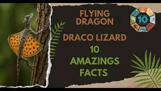 10 Amazing Facts About the Flying Dragon | Draco Lizard Explained | Zoologic 10