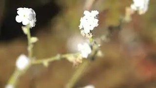 Quick and dirty: major annual and annual-like flora of Santa Fe Dam Recreation Area