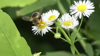 Tachina Fly Licks Annual Fleabane Flowers