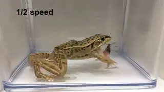 Anti-frog defences of a bombardier beetle / ミイデラゴミムシのトノサマガエルに対する防衛