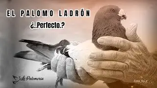 El Palomo Ladrón Art/Web