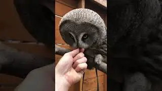 Great Grey Owl Hooting for Us #greatgrey #greatgray #owl #raptor #birdofprey #chatter #hoot