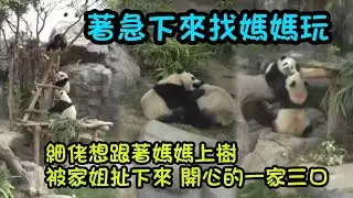 1月19日  細佬見到媽咪開門過來，麻溜下樹要找媽媽玩，兩姐弟好愛媽媽#大熊貓家姐細佬#大熊貓家姐細佬#大熊貓加加得得 #panda