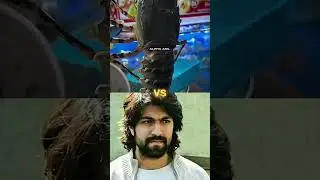 D boss VS Yash #yash #shorts #viral #yashika #darshan #london