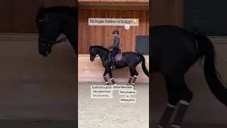 Galoppieren- so klappt es! Pferde im Galopp richtig Treiben lernen. Der Moment des Schenkeldrucks.