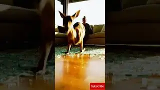 Deer in the Living Room #RealOrAI #WildMoment #DeerCrash #ViralShorts #Unexpected