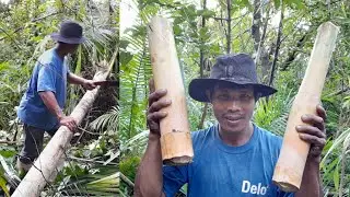 Adventure in the mountain day3 /Wild Palm tree recipe/ Sagisi #survivalfoods #organic #palm
