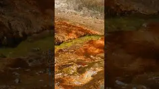 Vibrant colors at Yellowstone's geysers are caused by colonies of heat-loving bacteria thermophiles