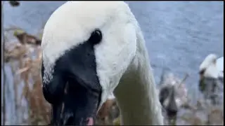 Handfeeding Mama Swan and her big Cygnets as the day break Oct.11'-Norway, But the Crows come first 