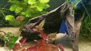 Mijn aquarium op 31-03-2021