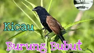 Kicau burung BUBUT gacor cocok untuk suara pikat