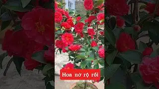 Em n&oacute; đ&atilde; qu&aacute; quen thuộc rồi #nhavuonngoclam #caycanh #tramytuquy