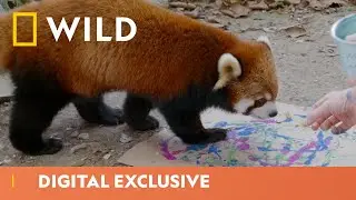 Художники, рисующие красных панд | Секреты зоопарка | National Geographic Wild UK