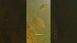 Подводная видеосъемка CanFish Fishing Camx