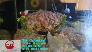 Aquarium at Seasons Mall Pune