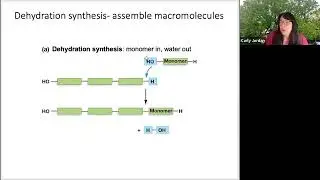 Macromolecules! for WLP Biology