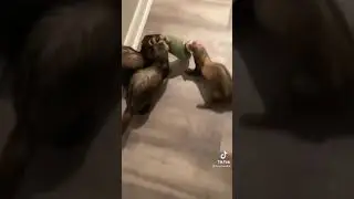 Funny ferret video pt 1