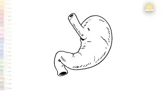 Stomach drawing for class 10 | Science diagrams easy | How to draw human stomach step by step