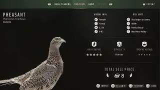 British Columbia Pheasant Hen hunt with Black Cloud FS STEEL #3 Birdshot 