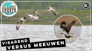 Prooi in de klauwen van een visarend | Zelf Geschoten | Vroege Vogels