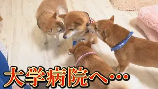 柴犬が繰り広げる感動のドラマに、涙が止まりません・・・
