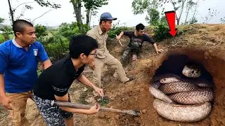 Brave Hunter Catch 10 Giant Cobras With Bare Hands