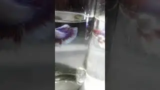 Betta Hell boy ,adu existension