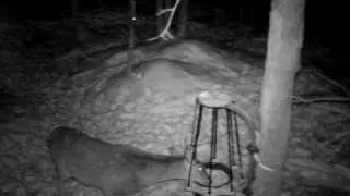 Shed Hunting w/Rack Trap #2