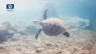 Protecting Endangered Sea Turtles In Kenya | Eco@Africa |