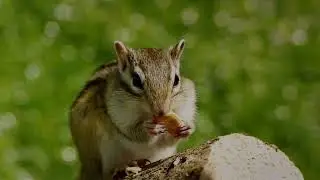 Chipmunks Uncovered: Tiny Creatures,  Big Impact