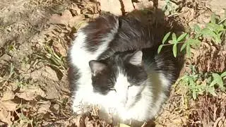 CATS LOVE SUN IN NATURE