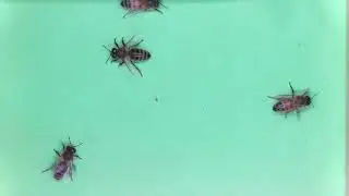 BeeAlarmed - Bee Hive Monitoring (Open Source) - Example to detect a varroa mite (Read description)