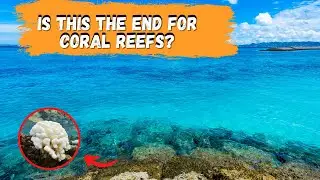 How climate change is affecting coral reefs?