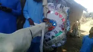 world record goat 3.8 million price