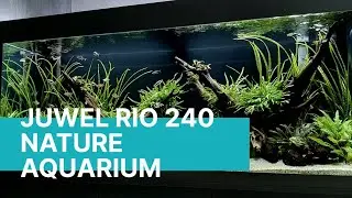 JUWEL RIO 240, NO CO2, (APPROX 4 MONTHS AFTER PLANTING) CINEMATIC CHILLED VIDEO, RELAX.