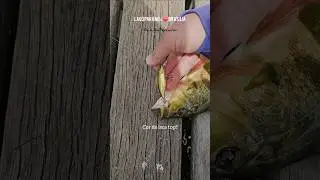 Isca top para os TUCUNAR&Eacute;S do Lago PARANO&Aacute;/Bras&iacute;lia!! Pescaria com Isca Artificial!