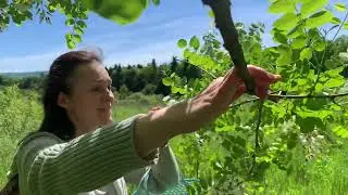 She picks flowers and makes a delicious lunch out of them in the woods. Part 21.ROBINIA PSEUDOACACIA