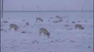 Сайгаки зимуют в Приаралье