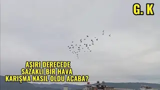 AŞIRI SAZAKLI RÜZGARLI BİR HAVA KARIŞMA NASIL OLDU SİZCE? #güvercin #güvercinkanalı 