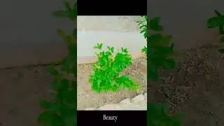 Beuty of Nature beauty of nature, beauty of nature 5 lines, essay on beauty of nature#youtube