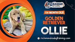 Ollie | 6 month old Golden Retriever | Best dog trainers of Central VA