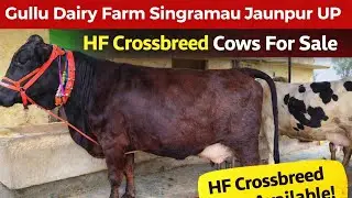 HF और क्रॉस ब्रीड नस्ल की गाय लेने के लिए संपर्क करें Gullu Dairy Farm Singramau Jaunpur UP