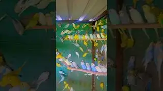 100 Pair Budgies parrot Colony ❤️🧿 || Budgies birds || Love Birds&rsquo;s || Australian parrot 2026