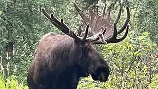 Huge Moose Sighting on the Middle Earth Trail in Kincaid Park, Anchorage Alaska