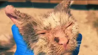 Rescue Volunteer Shocked When Starving Cat Ran Straight to Her
