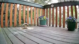 balcony bird and squirrel cam