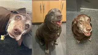 How My Senior Dog Taught Me To Slow Down