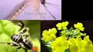 Evolution Theory AND Fact  cdk007 mirror
