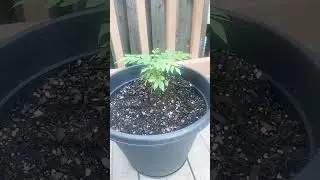 Plants On My Deck! Come Join Me :)